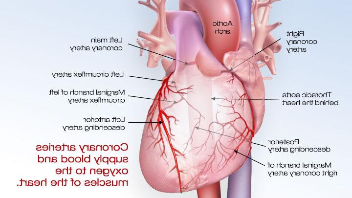 Coronary arteries supply blood and oxygen to the muscles of the heart.